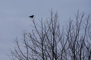 Mart ayında bir Fraxinus Excelsior ağacının dalına tüneyen kukuletalı bir karga. Kukuletalı karga (