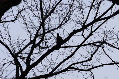 Bir Corvus Cornix kuşu Mart ayında bir Quercus soyguncusu ağacına tünemiş. Kukuletalı karga (