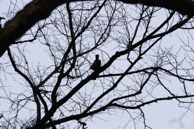 Bir Corvus Cornix kuşu Mart ayında bir Quercus soyguncusu ağacına tünemiş. Kukuletalı karga (