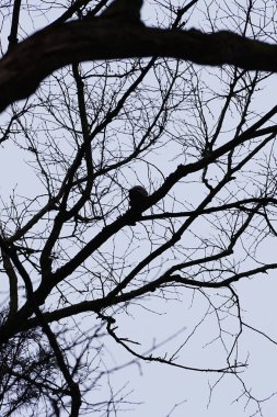 Bir Corvus Cornix kuşu Mart ayında bir Quercus soyguncusu ağacına tünemiş. Kukuletalı karga (