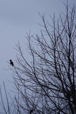 Mart ayında kukuletalı bir karga Fraxinus Excelsior ağacının dalında oturur. Kukuletalı karga (