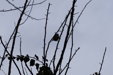 A Cyanistes caeruleus bird perches on a tree branch, entwined with Hedera helix, in the wild in March. The Eurasian blue tit, Cyanistes caeruleus, is a small passerine bird in the tit family, Paridae. Berlin, Germany, Europe.