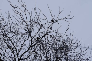 Two Parus major birds sit on the branches of an Ulmus pumila tree in March. The great tit, Parus major, is a small passerine bird in the tit family Paridae. Berlin, Germany, Europe.