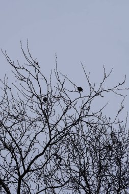 Two Parus major birds sit on the branches of an Ulmus pumila tree in March. The great tit, Parus major, is a small passerine bird in the tit family Paridae. Berlin, Germany, Europe.