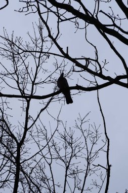 Bir Columba palumbus kuşu Mart ayında bir Acer yakut ağacının dalına tünemiş. Yaygın güvercin Columba palumbus güvercin ve güvercin ailelerinde büyük bir türdür. Berlin, Almanya, Avrupa.