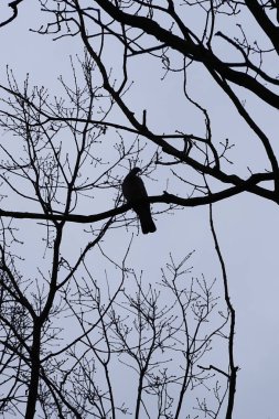 Bir Columba palumbus kuşu Mart ayında bir Acer yakut ağacının dalına tünemiş. Yaygın güvercin Columba palumbus güvercin ve güvercin ailelerinde büyük bir türdür. Berlin, Almanya, Avrupa.