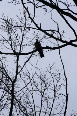 Bir Columba palumbus kuşu Mart ayında bir Acer yakut ağacının dalına tünemiş. Yaygın güvercin Columba palumbus güvercin ve güvercin ailelerinde büyük bir türdür. Berlin, Almanya, Avrupa.