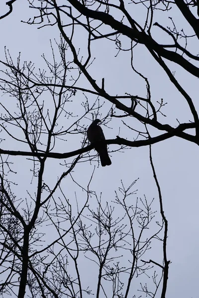Bir Columba palumbus kuşu Mart ayında bir Acer yakut ağacının dalına tünemiş. Yaygın güvercin Columba palumbus güvercin ve güvercin ailelerinde büyük bir türdür. Berlin, Almanya, Avrupa.