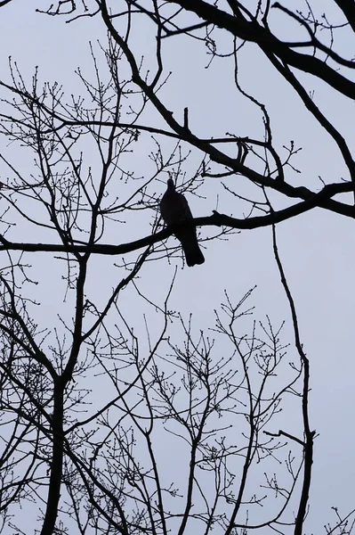 Bir Columba palumbus kuşu Mart ayında bir Acer yakut ağacının dalına tünemiş. Yaygın güvercin Columba palumbus güvercin ve güvercin ailelerinde büyük bir türdür. Berlin, Almanya, Avrupa.