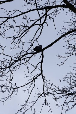 Bir Columba palumbus kuşu Mart ayında bir Acer yakut ağacının dalına tünemiş. Yaygın güvercin Columba palumbus güvercin ve güvercin ailelerinde büyük bir türdür. Berlin, Almanya, Avrupa.