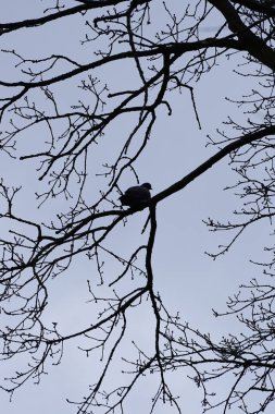 Bir Columba palumbus kuşu Mart ayında bir Acer yakut ağacının dalına tünemiş. Yaygın güvercin Columba palumbus güvercin ve güvercin ailelerinde büyük bir türdür. Berlin, Almanya, Avrupa.