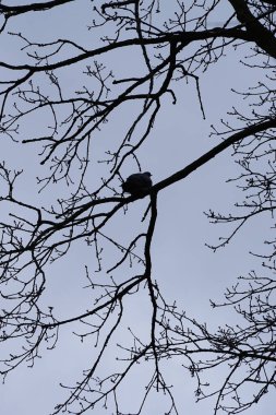 Bir Columba palumbus kuşu Mart ayında bir Acer yakut ağacının dalına tünemiş. Yaygın güvercin Columba palumbus güvercin ve güvercin ailelerinde büyük bir türdür. Berlin, Almanya, Avrupa.
