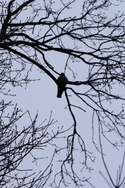 Bir Columba palumbus kuşu Mart ayında bir Acer yakut ağacının dalına tünemiş. Yaygın güvercin Columba palumbus güvercin ve güvercin ailelerinde büyük bir türdür. Berlin, Almanya, Avrupa.