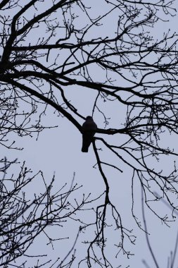 Bir Columba palumbus kuşu Mart ayında bir Acer yakut ağacının dalına tünemiş. Yaygın güvercin Columba palumbus güvercin ve güvercin ailelerinde büyük bir türdür. Berlin, Almanya, Avrupa.