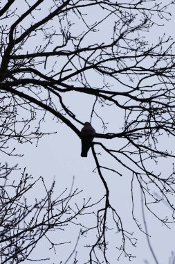 Bir Columba palumbus kuşu Mart ayında bir Acer yakut ağacının dalına tünemiş. Yaygın güvercin Columba palumbus güvercin ve güvercin ailelerinde büyük bir türdür. Berlin, Almanya, Avrupa.