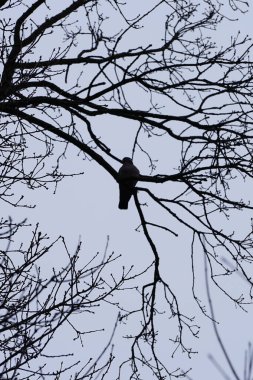Bir Columba palumbus kuşu Mart ayında bir Acer yakut ağacının dalına tünemiş. Yaygın güvercin Columba palumbus güvercin ve güvercin ailelerinde büyük bir türdür. Berlin, Almanya, Avrupa.
