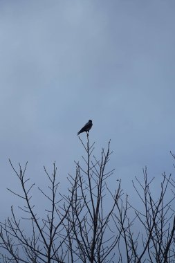 Mart ayında kapüşonlu bir karga bir ağaç dalında oturur. Kukuletalı karga (