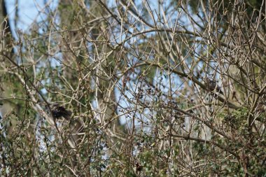 Mart ayında Sturnus vulgaris kuşlar Pyracantha coccinea ve Rubus armeniacus çalılıklarında otururlar. Sığırcıkgiller (Sturnus vulgaris), sığırcıkgiller (Sturnidae) familyasından bir sığırcık türü. Berlin, Almanya