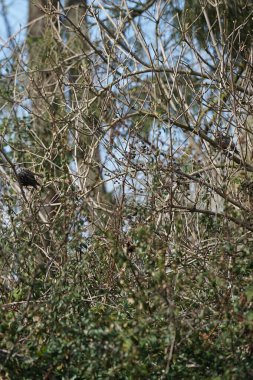 Mart ayında Sturnus vulgaris kuşlar Pyracantha coccinea ve Rubus armeniacus çalılıklarında otururlar. Sığırcıkgiller (Sturnus vulgaris), sığırcıkgiller (Sturnidae) familyasından bir sığırcık türü. Berlin, Almanya