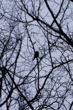 A Cyanistes caeruleus bird perches on a branch of a deciduous tree in March. The Eurasian blue tit, Cyanistes caeruleus, is a small passerine bird in the tit family, Paridae. Berlin, Germany, Europe.