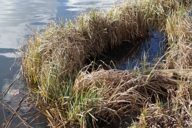 Phragmites australis Mart ayında Wuhlesee veya Wuhlebecken yakınlarında yetişir. Phragmites australis, Poaceae familyasından yaygın olarak kullanılan bir sazlıktır. Marzahn-Hellersdorf, Berlin.