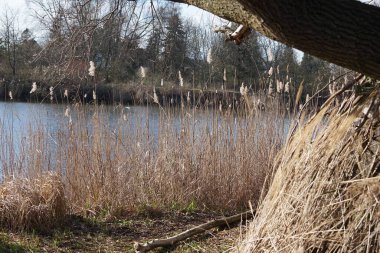Mart ayında Wuhlebecken ya da Wuhlebecken kıyılarına ağaç dalları ve Phragmites australis otlarından yapılmış bir barınak inşa edilir. Phragmites australis, Poaceae familyasından yaygın olarak kullanılan bir sazlıktır. Berlin, Almanya.