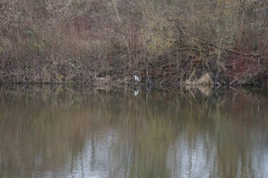 Gri balıkçıl, Ardea cinerea, Mart ayında Wuhlebecken veya Wuhlesee Gölü çevresinde yaşar. Ardea cinerea balıkçılgiller (Ardeidae) familyasından yırtıcı bir kuş türü. Berlin, Almanya, Avrupa.