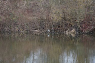 Gri balıkçıl, Ardea cinerea, Mart ayında Wuhlebecken veya Wuhlesee Gölü çevresinde yaşar. Ardea cinerea balıkçılgiller (Ardeidae) familyasından yırtıcı bir kuş türü. Berlin, Almanya, Avrupa.