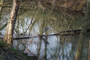 Gri balıkçıl, Ardea cinerea, Mart ayında Wuhle Nehri 'nde yaşar. Ardea cinerea balıkçılgiller (Ardeidae) familyasından yırtıcı bir kuş türü. Berlin, Almanya, Avrupa.