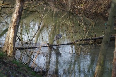 Gri balıkçıl, Ardea cinerea, Mart ayında Wuhle Nehri 'nde yaşar. Ardea cinerea balıkçılgiller (Ardeidae) familyasından yırtıcı bir kuş türü. Berlin, Almanya, Avrupa.