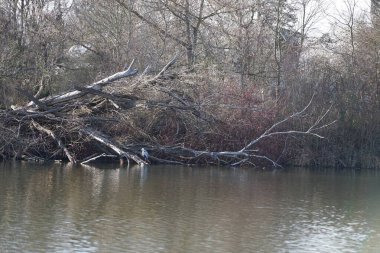 Gri balıkçıl, Ardea cinerea, Mart ayında Wuhlebecken veya Wuhlesee Gölü çevresinde yaşar. Ardea cinerea balıkçılgiller (Ardeidae) familyasından yırtıcı bir kuş türü. Berlin, Almanya, Avrupa.