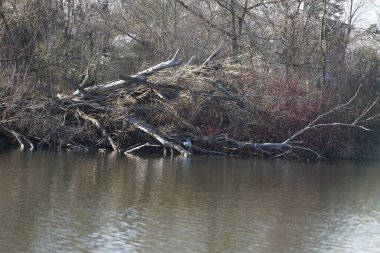 Gri balıkçıl, Ardea cinerea, Mart ayında Wuhlebecken veya Wuhlesee Gölü çevresinde yaşar. Ardea cinerea balıkçılgiller (Ardeidae) familyasından yırtıcı bir kuş türü. Berlin, Almanya, Avrupa.