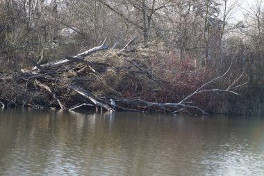 Gri balıkçıl, Ardea cinerea, Mart ayında Wuhlebecken veya Wuhlesee Gölü çevresinde yaşar. Ardea cinerea balıkçılgiller (Ardeidae) familyasından yırtıcı bir kuş türü. Berlin, Almanya, Avrupa.