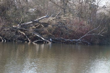 Gri balıkçıl, Ardea cinerea, Mart ayında Wuhlebecken veya Wuhlesee Gölü çevresinde yaşar. Ardea cinerea balıkçılgiller (Ardeidae) familyasından yırtıcı bir kuş türü. Berlin, Almanya, Avrupa.