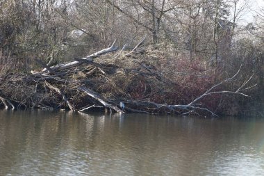 Gri balıkçıl, Ardea cinerea, Mart ayında Wuhlebecken veya Wuhlesee Gölü çevresinde yaşar. Ardea cinerea balıkçılgiller (Ardeidae) familyasından yırtıcı bir kuş türü. Berlin, Almanya, Avrupa.