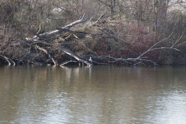 Gri balıkçıl, Ardea cinerea, Mart ayında Wuhlebecken veya Wuhlesee Gölü çevresinde yaşar. Ardea cinerea balıkçılgiller (Ardeidae) familyasından yırtıcı bir kuş türü. Berlin, Almanya, Avrupa.