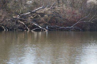 Gri balıkçıl, Ardea cinerea, Mart ayında Wuhlebecken veya Wuhlesee Gölü çevresinde yaşar. Ardea cinerea balıkçılgiller (Ardeidae) familyasından yırtıcı bir kuş türü. Berlin, Almanya, Avrupa.