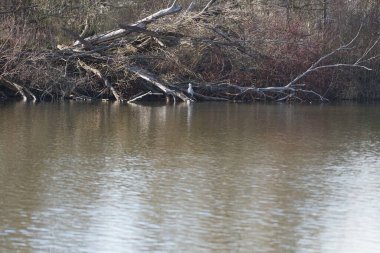Gri balıkçıl, Ardea cinerea, Mart ayında Wuhlebecken veya Wuhlesee Gölü çevresinde yaşar. Ardea cinerea balıkçılgiller (Ardeidae) familyasından yırtıcı bir kuş türü. Berlin, Almanya, Avrupa.