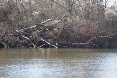 Gri balıkçıl, Ardea cinerea, Mart ayında Wuhlebecken veya Wuhlesee Gölü çevresinde yaşar. Ardea cinerea balıkçılgiller (Ardeidae) familyasından yırtıcı bir kuş türü. Berlin, Almanya, Avrupa.