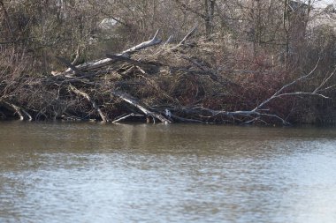 Gri balıkçıl, Ardea cinerea, Mart ayında Wuhlebecken veya Wuhlesee Gölü çevresinde yaşar. Ardea cinerea balıkçılgiller (Ardeidae) familyasından yırtıcı bir kuş türü. Berlin, Almanya, Avrupa.