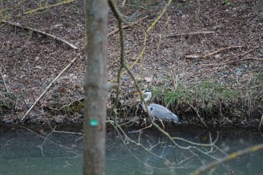 Gri balıkçıl, Ardea cinerea, Mart ayında Wuhle Nehri 'nde yaşar. Ardea cinerea balıkçılgiller (Ardeidae) familyasından yırtıcı bir kuş türü. Berlin, Almanya, Avrupa.