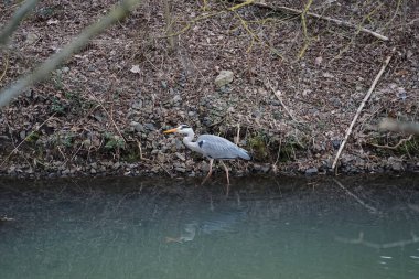 Gri balıkçıl, Ardea cinerea, Mart ayında Wuhle Nehri 'nde yaşar. Ardea cinerea balıkçılgiller (Ardeidae) familyasından yırtıcı bir kuş türü. Berlin, Almanya, Avrupa.
