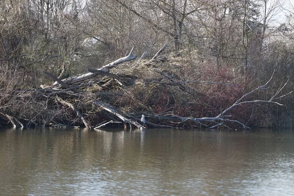Gri balıkçıl, Ardea cinerea, Mart ayında Wuhlebecken veya Wuhlesee Gölü çevresinde yaşar. Ardea cinerea balıkçılgiller (Ardeidae) familyasından yırtıcı bir kuş türü. Berlin, Almanya, Avrupa.