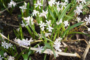 Mart ayında bir Apis mellifera arısı Scilla bifolia 'Rosea' nın üzerinde uçar. Batı bal arısı, Avrupa bal arısı, Apis mellifera bir haşerat böceği. Berlin, Almanya.