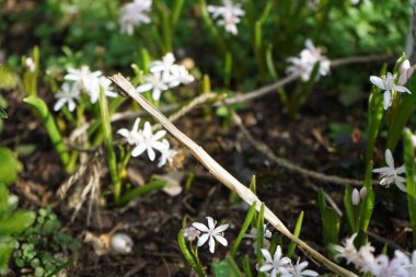 Mart ayında bir salyangoz kuru bir sapın üzerinde çiçek açan Scilla bifolia 'Rosea' çiçeklerinin arka planında oturur. Salyangoz kabuklu bir gastropoddur. Berlin, Almanya.