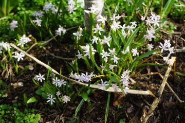 Mart ayında bir Apis mellifera arısı Scilla bifolia 'Rosea' nın üzerinde uçar. Batı bal arısı, Avrupa bal arısı, Apis mellifera bir haşerat böceği. Berlin, Almanya.