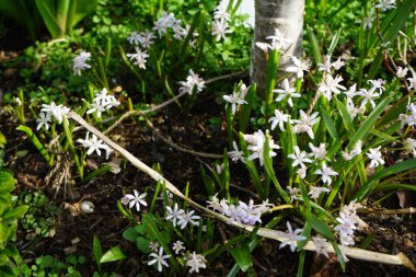 Mart ayında bir Apis mellifera arısı Scilla bifolia 'Rosea' nın üzerinde uçar. Batı bal arısı, Avrupa bal arısı, Apis mellifera bir haşerat böceği. Berlin, Almanya.