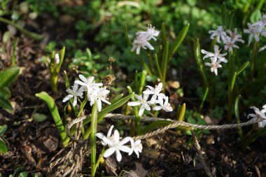 Mart ayında bir Apis mellifera arısı Scilla bifolia 'Rosea' nın üzerinde uçar. Batı bal arısı, Avrupa bal arısı, Apis mellifera bir haşerat böceği. Berlin, Almanya.