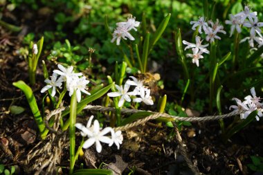 Mart ayında bir Apis mellifera arısı Scilla bifolia 'Rosea' nın üzerinde uçar. Batı bal arısı, Avrupa bal arısı, Apis mellifera bir haşerat böceği. Berlin, Almanya.