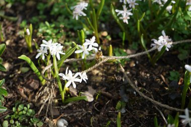 Mart ayında bir Apis mellifera arısı Scilla bifolia 'Rosea' nın üzerinde uçar. Batı bal arısı, Avrupa bal arısı, Apis mellifera bir haşerat böceği. Berlin, Almanya.